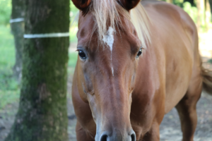 ホースヒーリング・リトリート WEBサイト開設しました