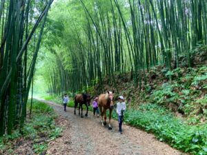ガールズ馬を山に連れて行く