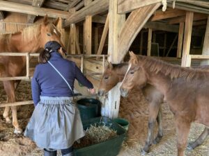 仔馬ちゃんたちとの幸せな時間