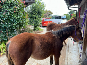 仔馬の寿ちゃんと四季ちゃん