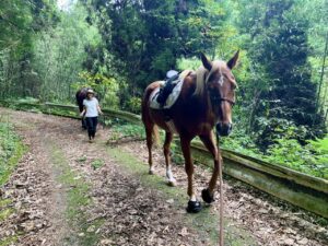 今日も馬と山登り