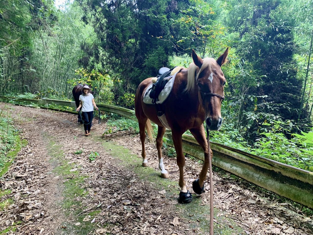 今日も馬と山登り