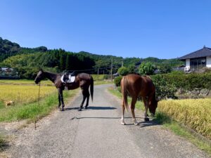たかが馬されど馬