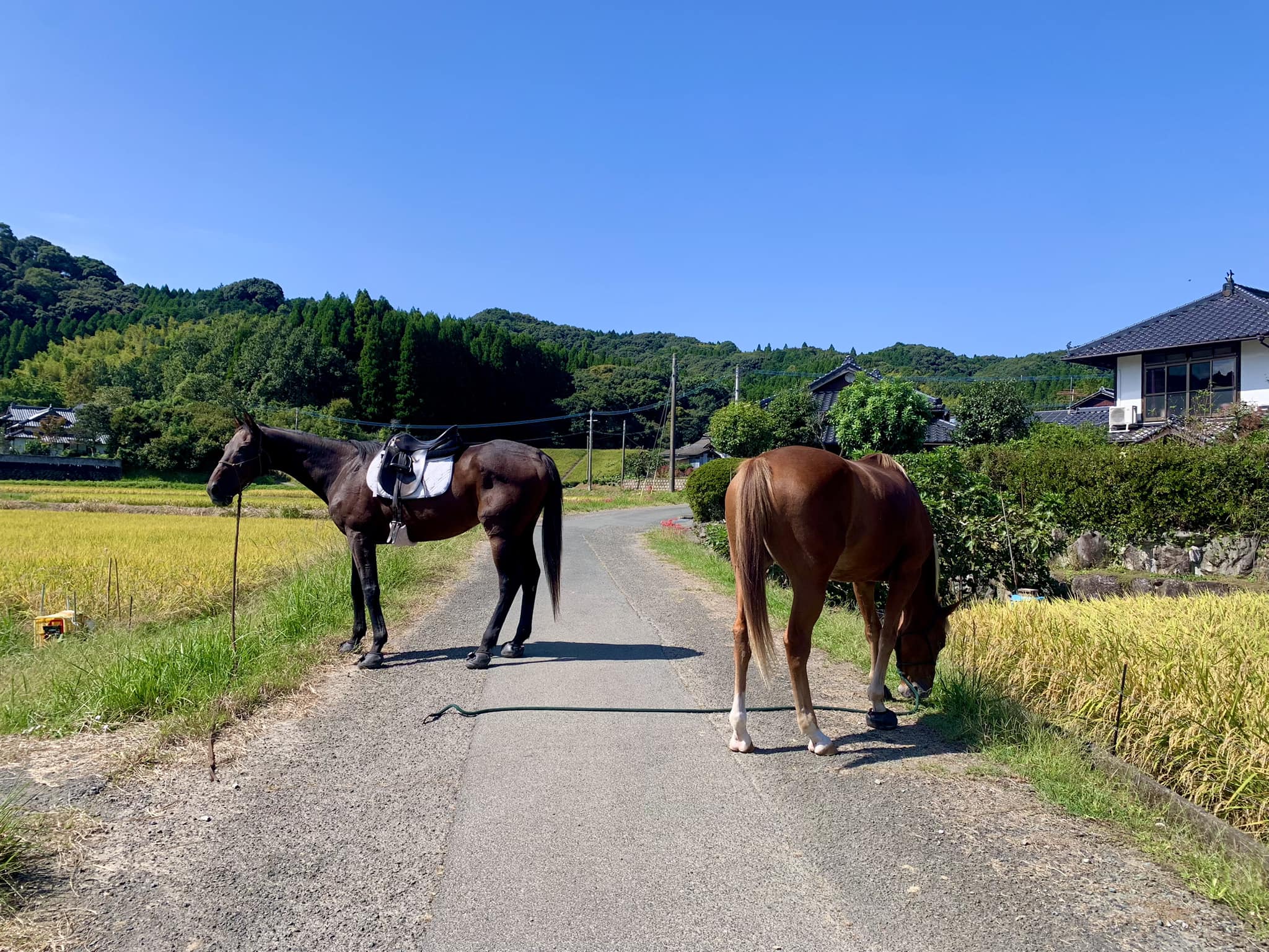 たかが馬されど馬