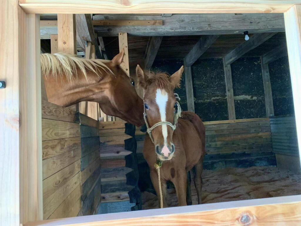 寿ちゃんをロープホルターに慣らすの巻