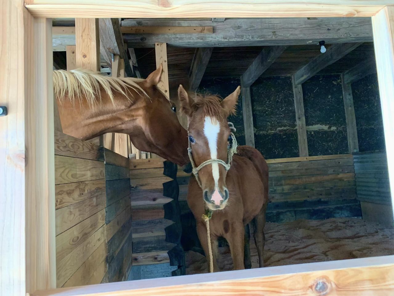 寿ちゃんをロープホルターに慣らすの巻