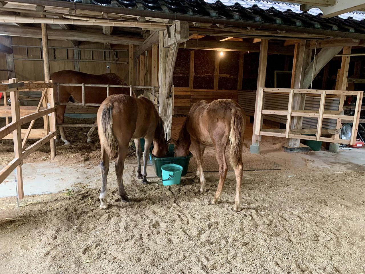 子育てと馬の調教