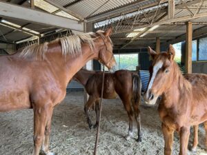 ミッション達成