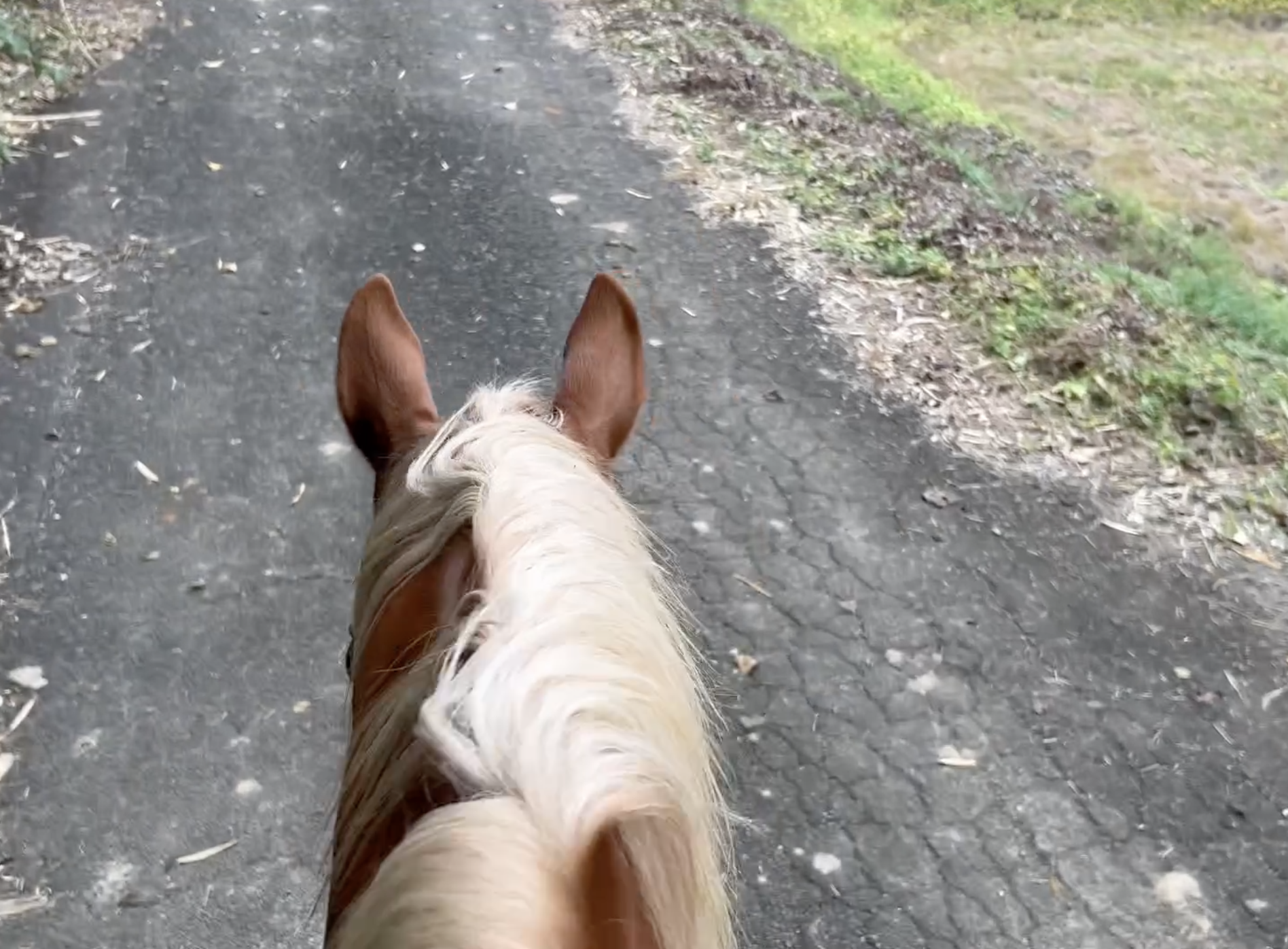 道路でボロをしない馬たち