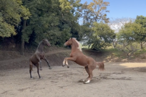 馬に乗ったの３回目の方
