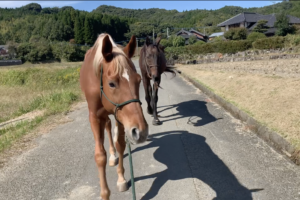 馬とつながること