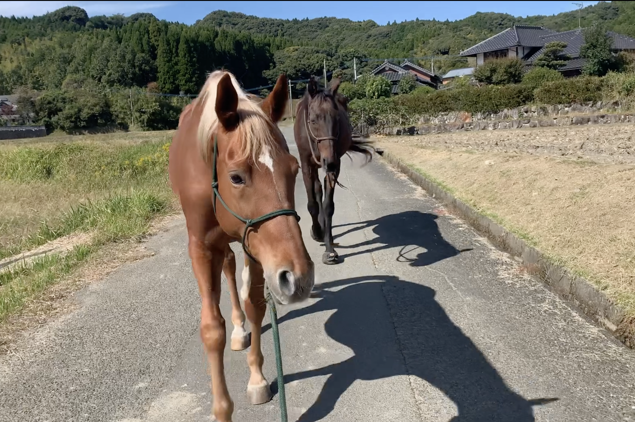 馬とつながること