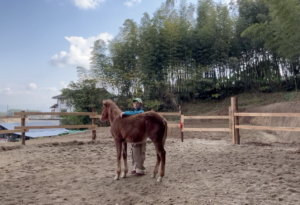 仔馬の調教と子育ての共通点