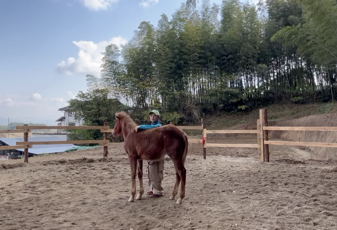 仔馬の調教と子育ての共通点