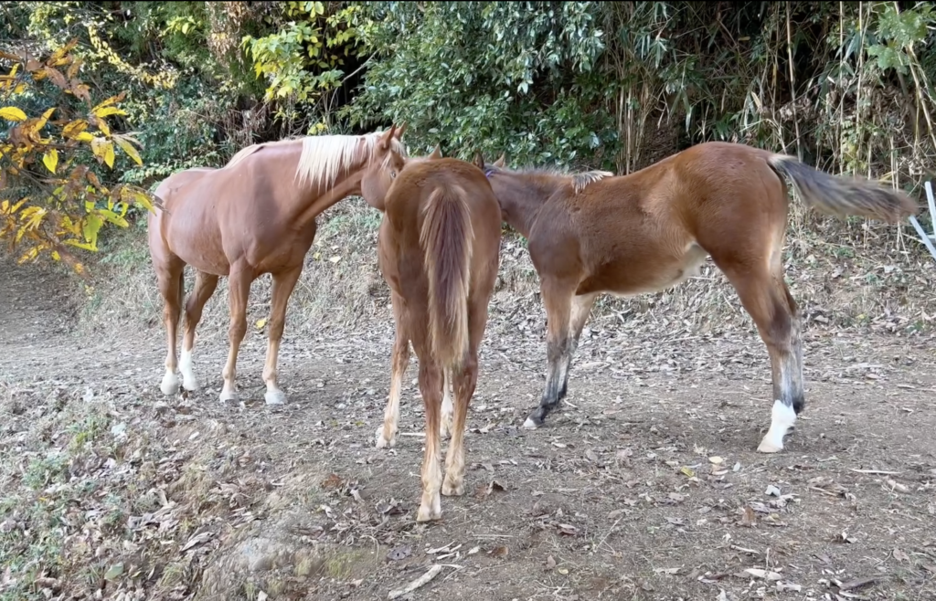 馬たちのドラマ