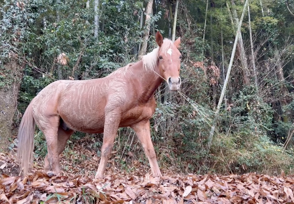 ホースセラピー・コーチングなどされている方へ