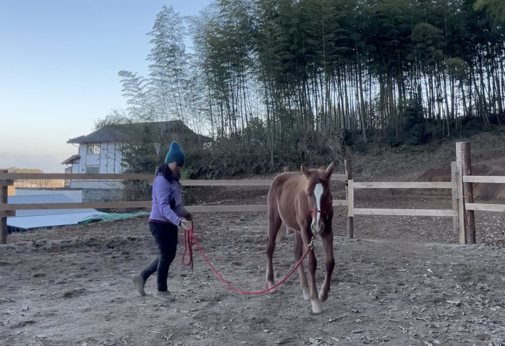 馬も人間の子どもも「できる子」に育てるのに大事なこと