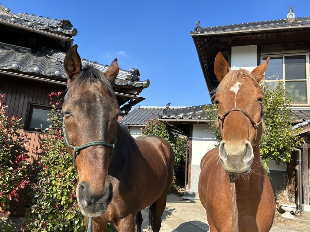 馬歴20年以上の方からのご感想です