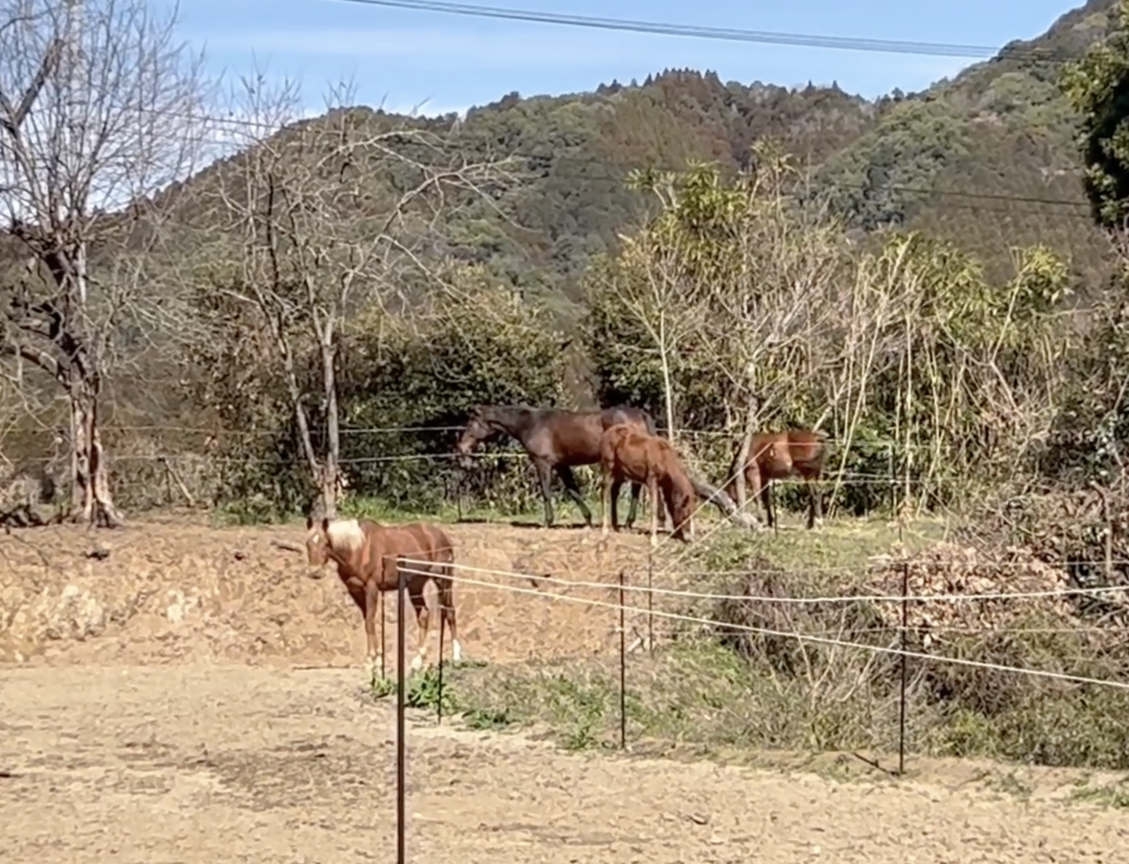 馬劇場解説入り
