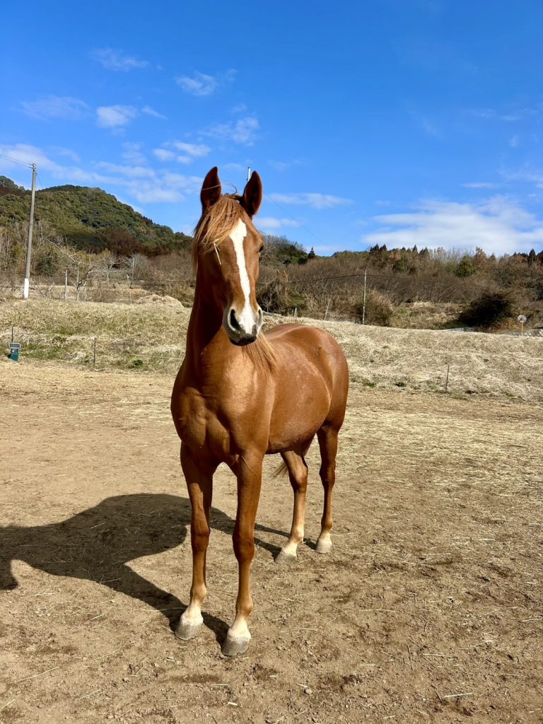 馬と非言語でコミュニケーションができるようになるには