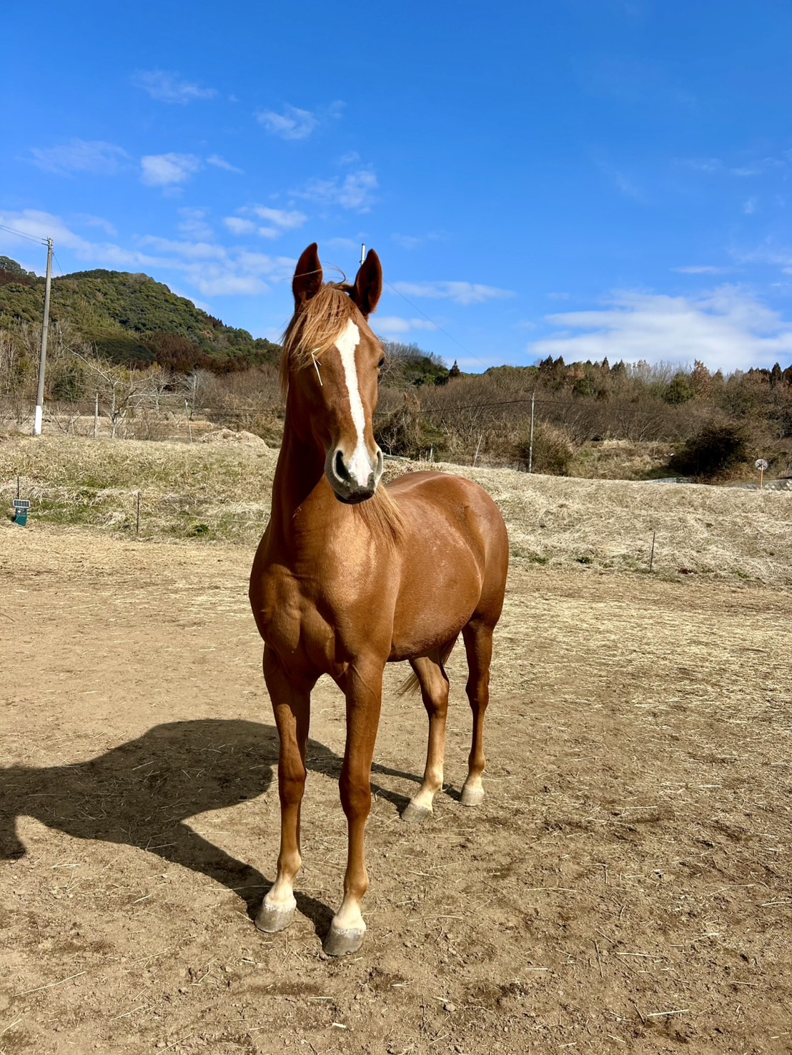 馬と非言語でコミュニケーションができるようになるには