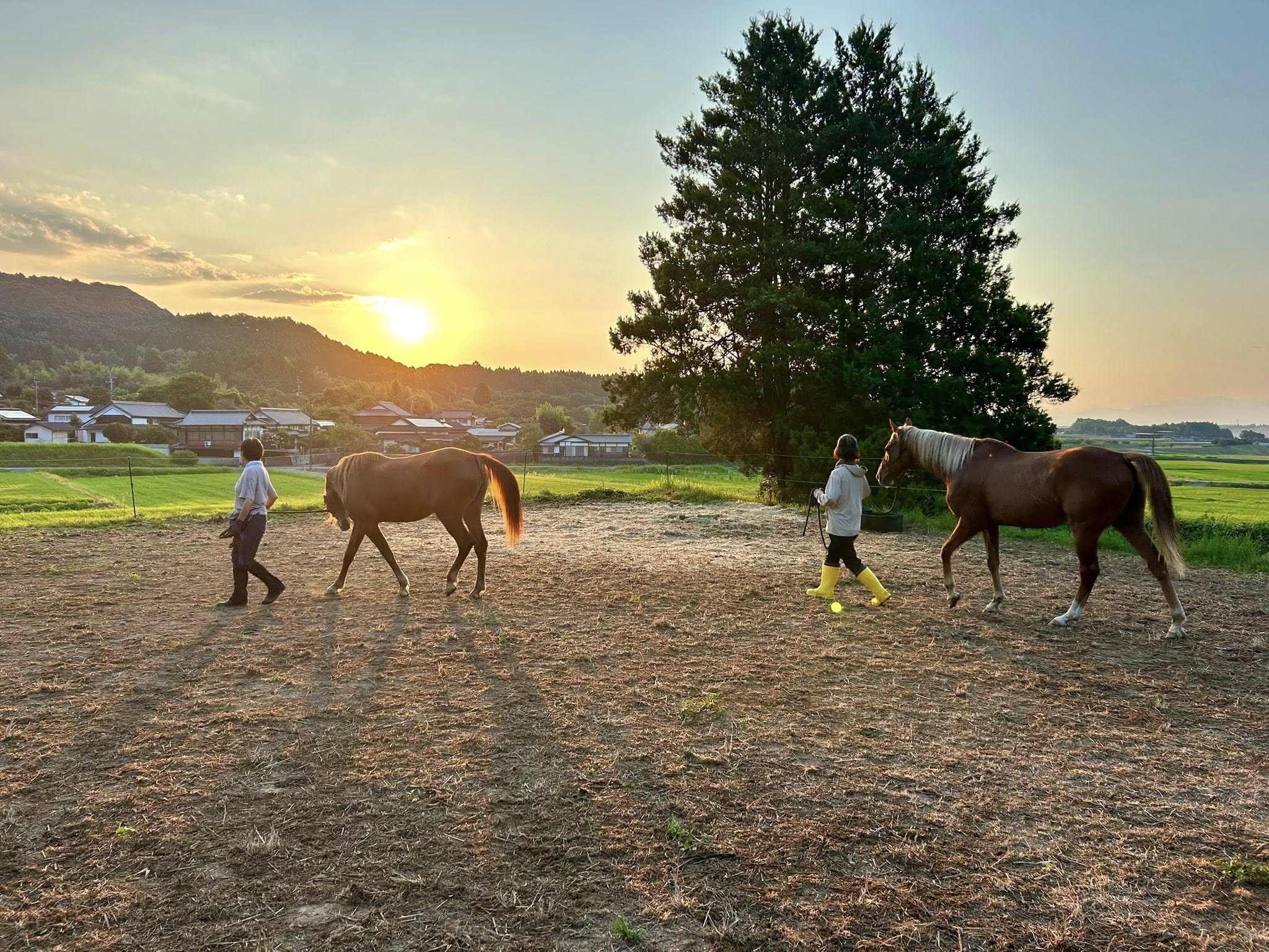 2025野生児ホースキャンプ