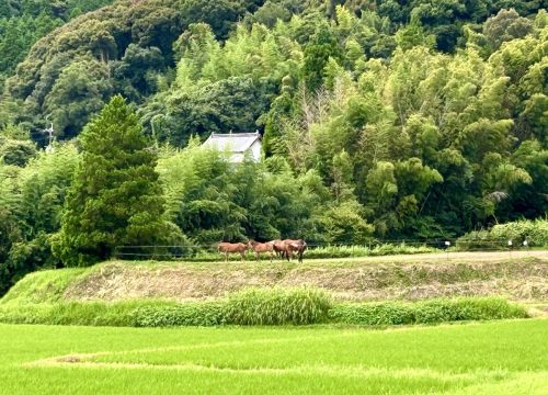 ABEDD052-09D6-4C5C-9150-DCC7A0DC3E7E